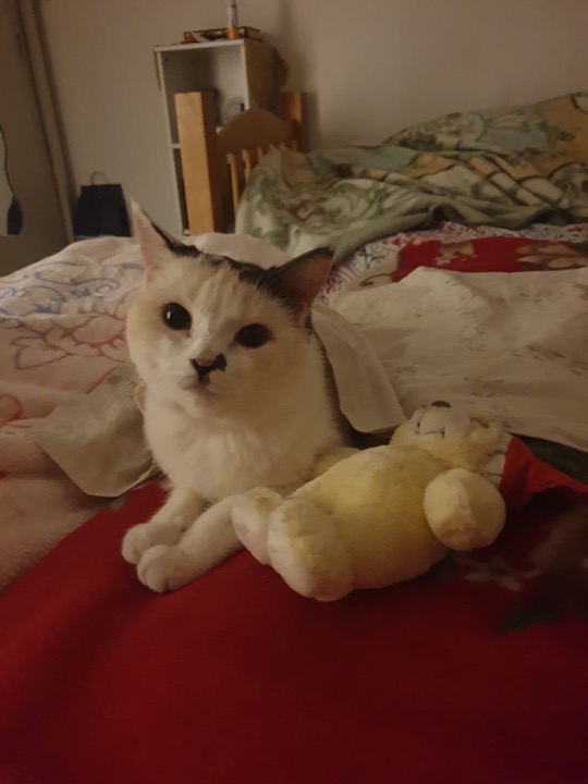 Pet Sitter in Cornish street, clos, Abu Dhabi Abudhabi Pet Setting Services PetBacker Abu Dhabi