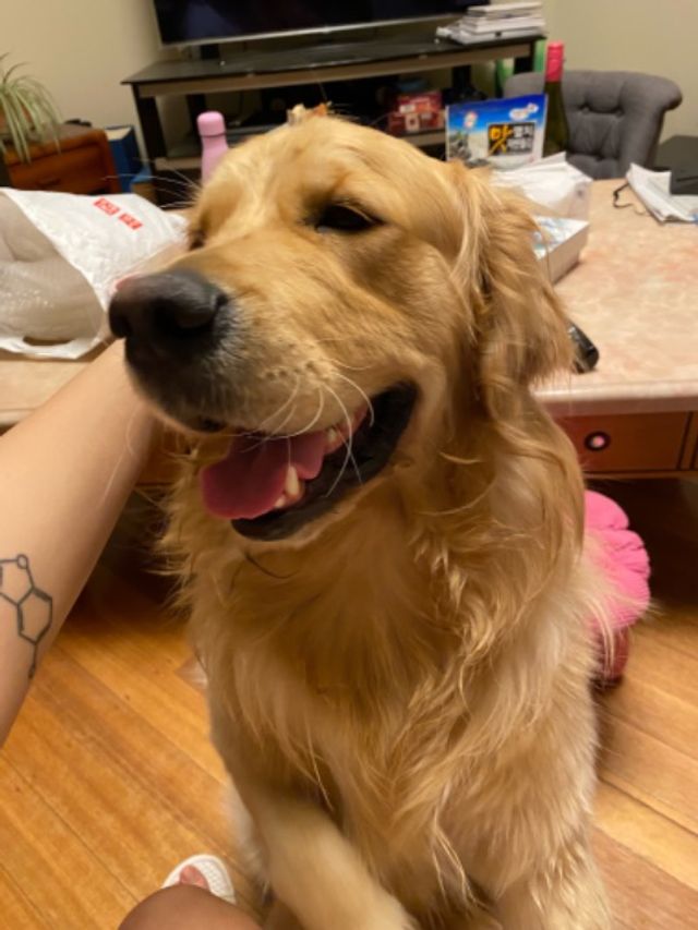 Pet Sitter in Balestier Singapore,, 1204 Anna's Pet Fix PetBacker