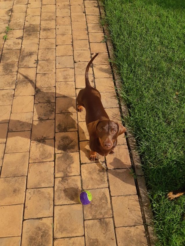 Pet Daycare in Equestria, Pretoria PurrBuddies Day Care PetBacker