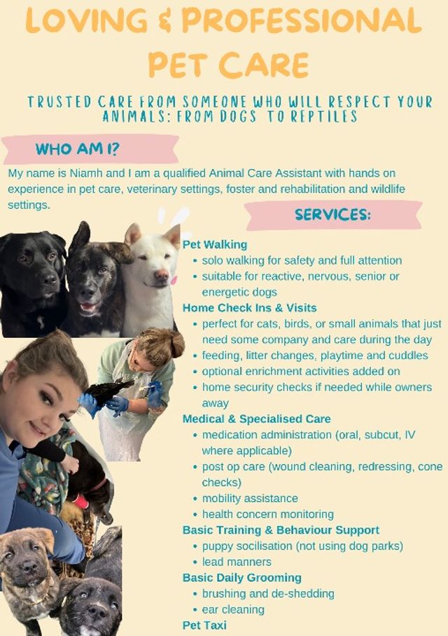 Animal Hospital Pet Care While On Vacation Dog And Cat Boarding