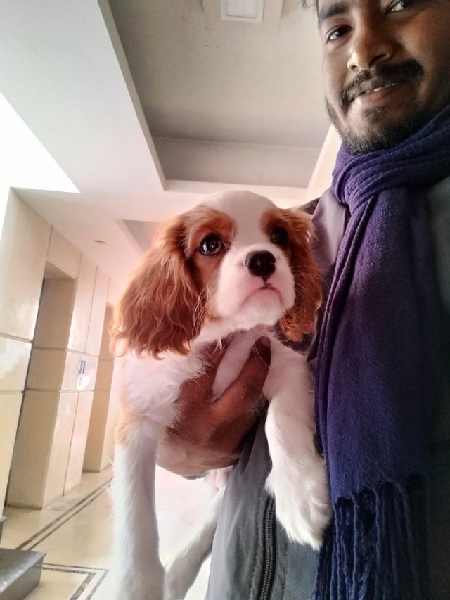 Pet Grooming in Saltlake, Kolkata Pollay Pet Grooming PetBacker