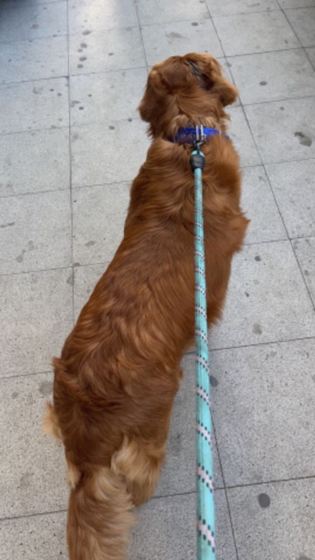 Pet Hotel Home Pet Boarding in Dubai Andrewtown PetBacker Dubai