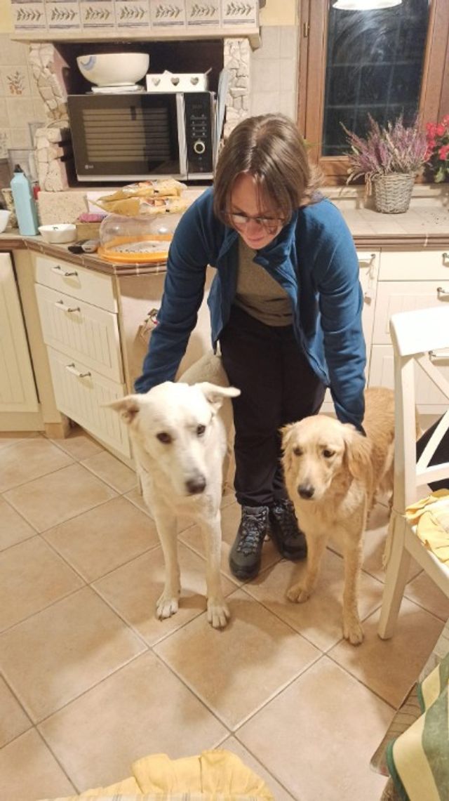 Pet Boarding in Southwest Reno , St. Louis Watching Your Dog/cat At