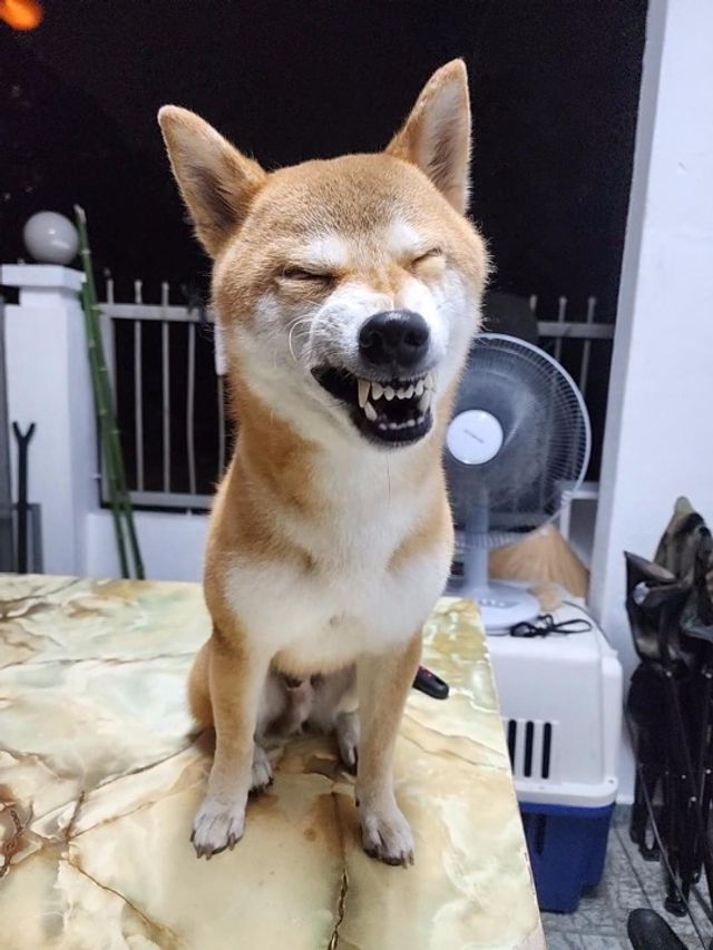 Pet Sitter in Cheras, Kajang Happy Pet Home Boarding PetBacker Selangor