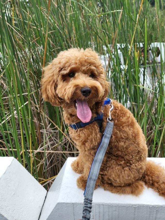 Pet Hotel Home Pet Boarding in Novena, Novena Bree's Pet Boarding