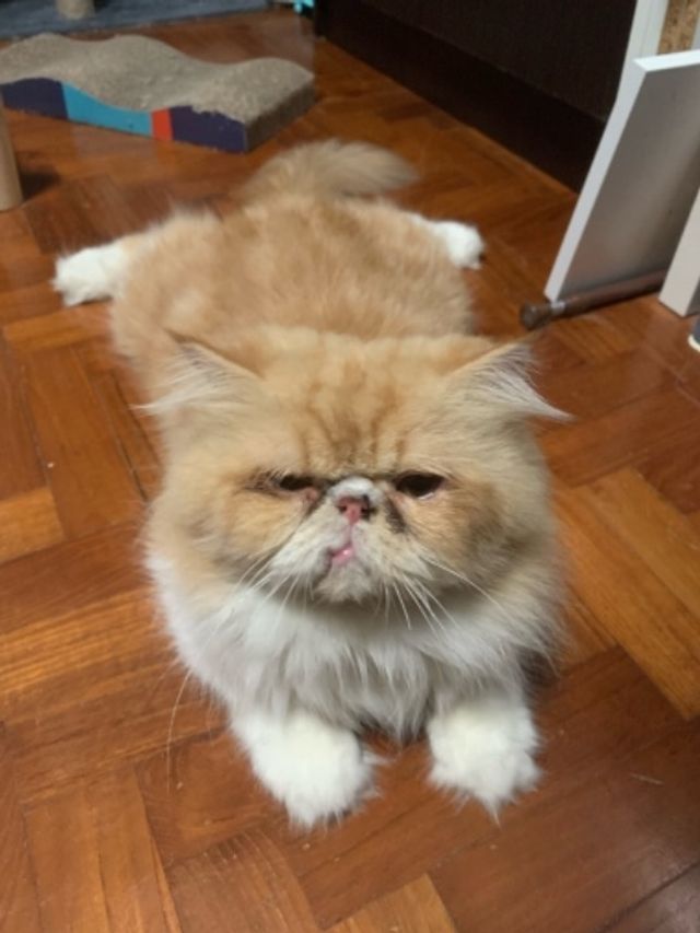 Pet Sitter in Mariam Way, Singapore Cats Commewnity PetBacker Singapore