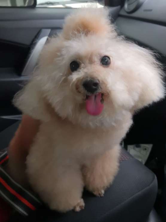 Pet Hotel Home Pet Boarding in Seri kembangan , Puchong S'Doggie