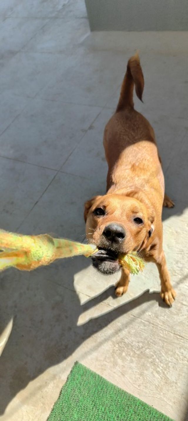 Pet Sitter in HSR layout 27th main, Bengaluru Daisy's Pet