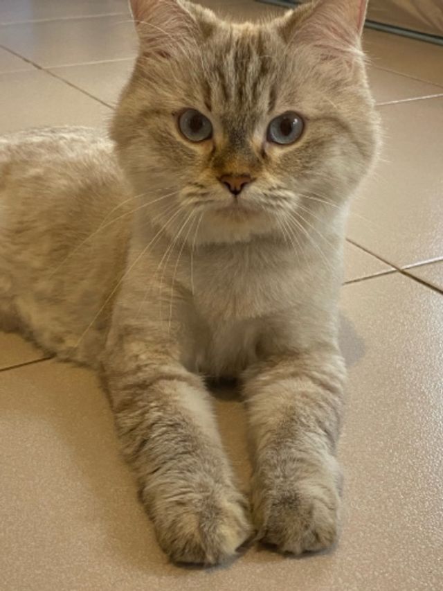 Pet Sitter in Manuel Luis*****Elem, Quezon City Purr N Bark Pet