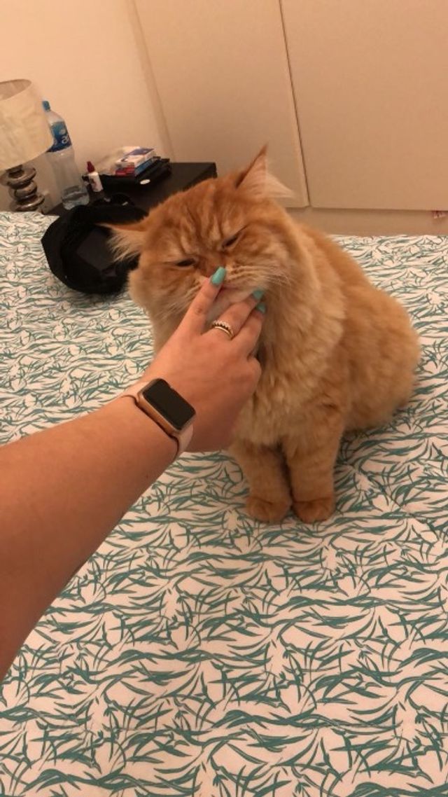 Pet Hotel Home Pet Boarding in Dubai, al sufouh, th, Dubai Moni’s