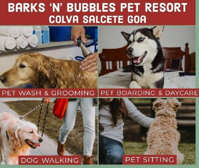 Dog Walking Petsitting24 Dog, Cat Sitter In Goa, Mumbai And Delh