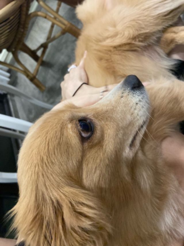 Pet Sitter in 54 Lengkok Bahru 🫶🏻 Furpal Sitting 🫶🏻 PetBacker Singapore