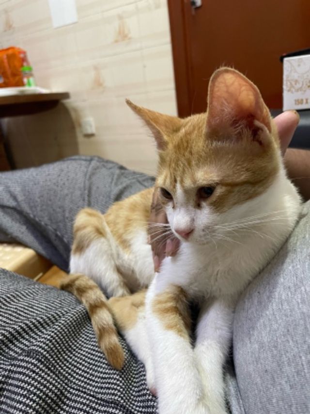 Pet Hotel Home Pet Boarding in الوطيدة, Abu Dhabi Leo’s Purrfect Retreat PetBacker Abu Dhabi