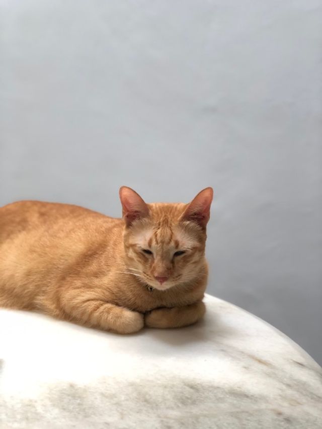 Pet Hotel Home Pet Boarding in Kota Kinabalu, Signa, Kota Kinabalu