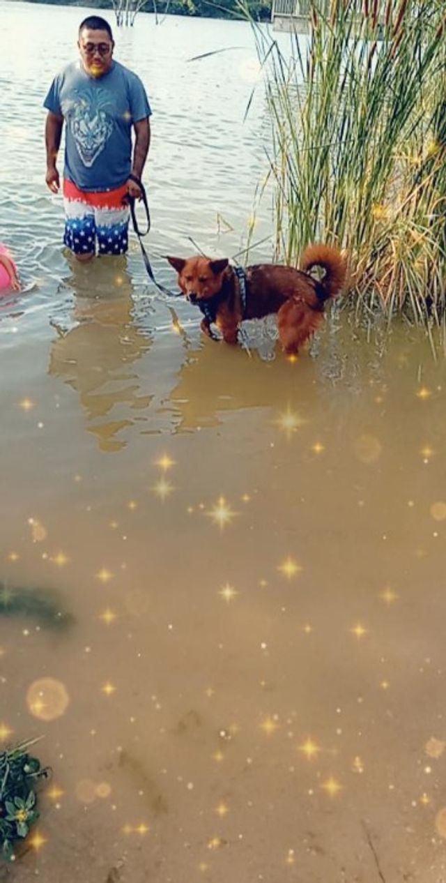 Pet Boarding in Dallas tx, Dallas Diaz Family Dog Boarding