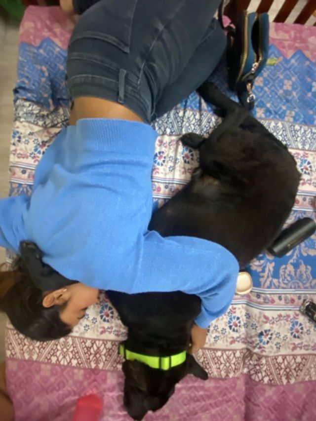 Pet Hotel Home Pet Boarding in Edathala, Aluva Kaizleehome PetBacker Kerala