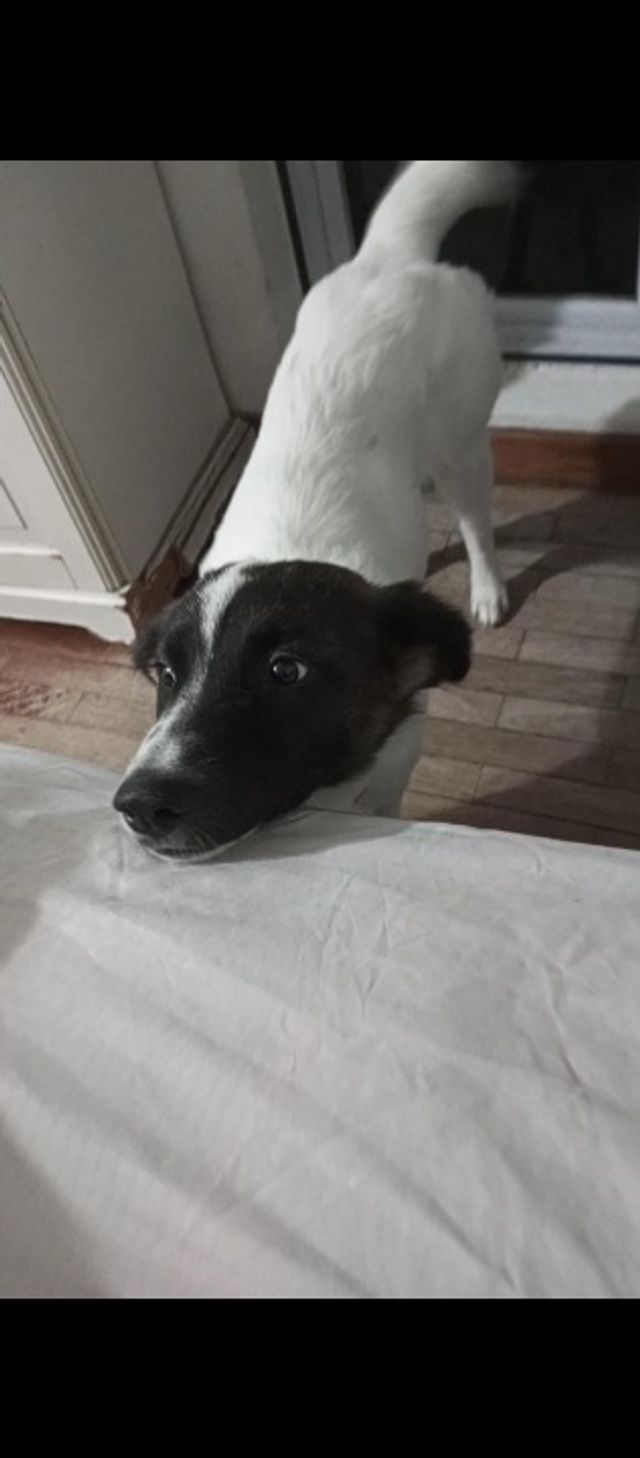 Pet Daycare in Pasir Ris Pet Day Care PetBacker Singapore