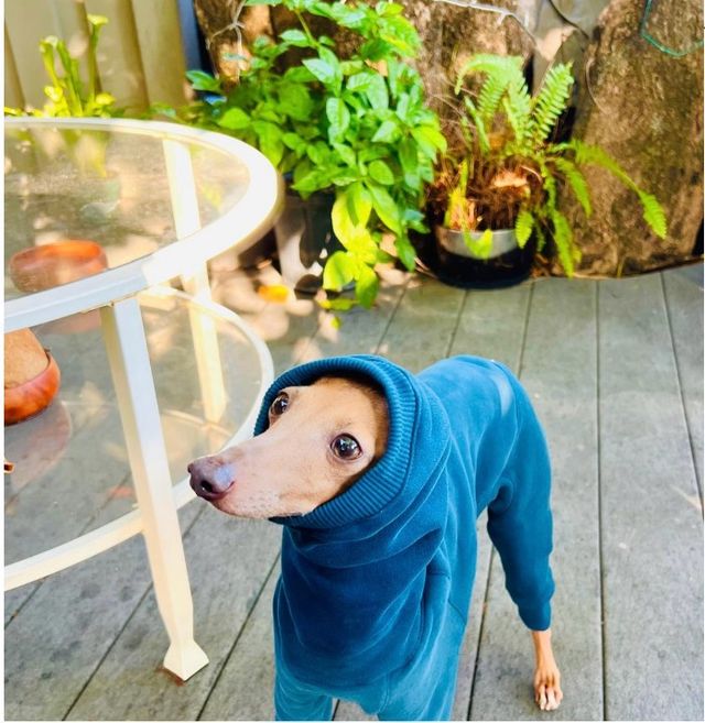 Pet Grooming Happy Tails Dog Kennel Pet Boarding In SW 8th St - Main Image