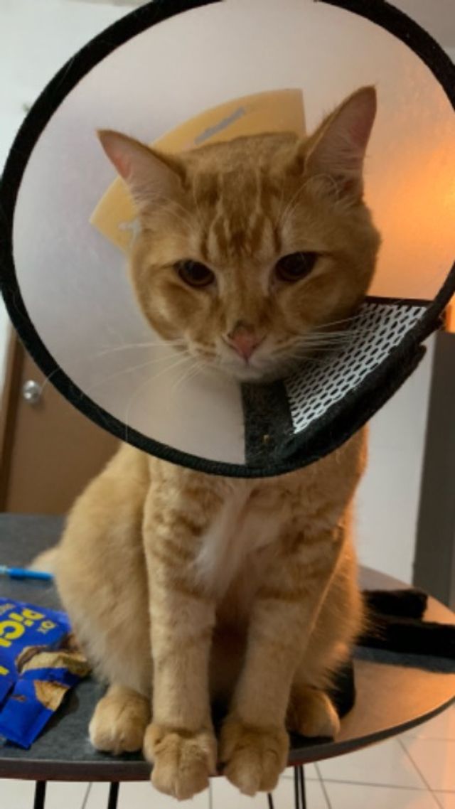 Pet Sitter in Gombak , wangsa maju, Batu 9 Cheras Pets Lover 😻