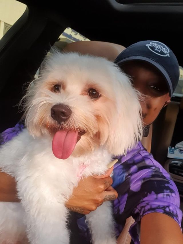 Pet Hotel Home Pet Boarding in Downtown, Dubai , Dubai Your Pet