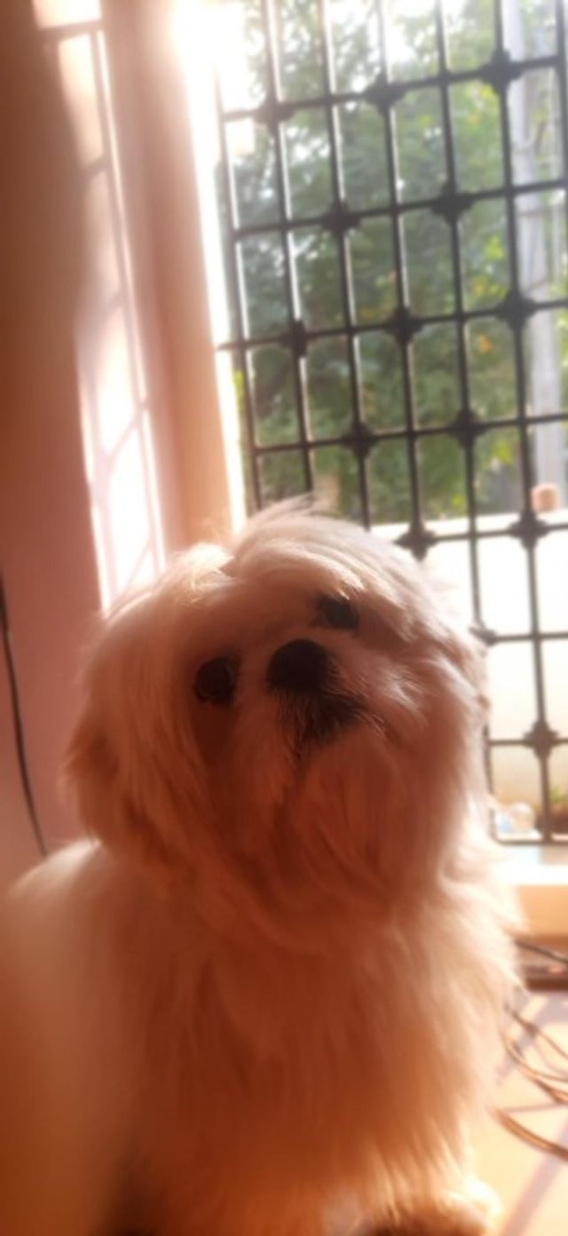 Pet Grooming in , Hyderabad Milky Grooming Pets PetBacker Telangana