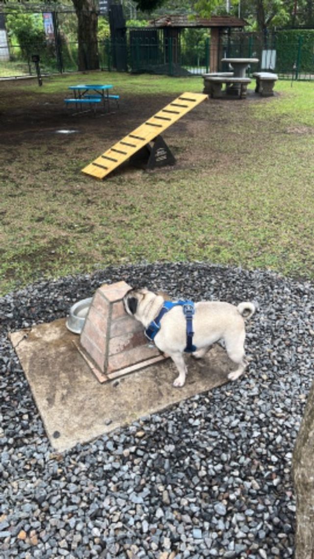 Pet Hotel Home Pet Boarding in Heredia, San Rafael, San Rafael