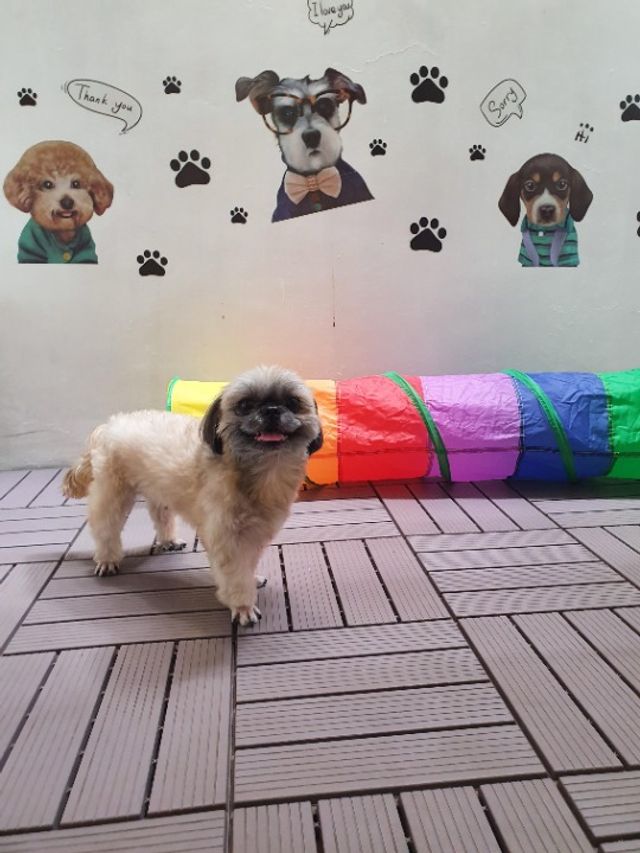 Pet Hotel Home Pet Boarding in Fairview*****City, Quezon City Pawtel