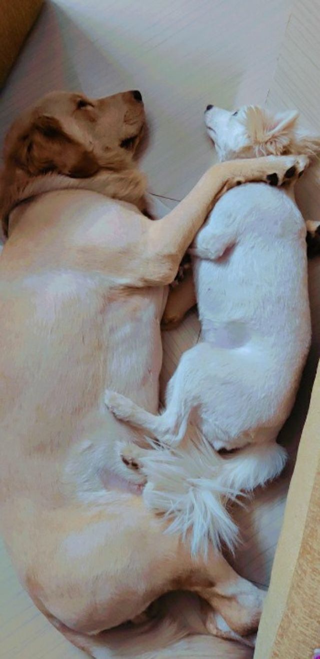 Pet Hotel Home Pet Boarding in Bandari layout, niza, Hyderabad Emy