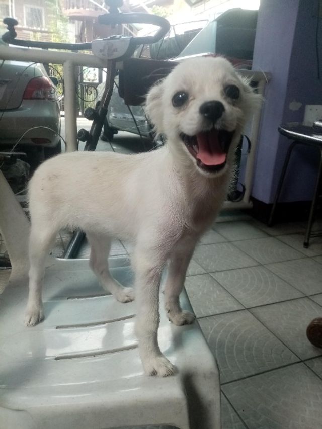 Pet Hotel Home Pet Boarding in Caltex gas Station M, Pasig Klaus And