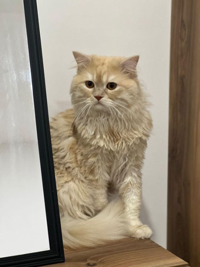 Pet Hotel Home Pet Boarding in Dubai, Sharjah, Ajma, Dubai Mew Mew