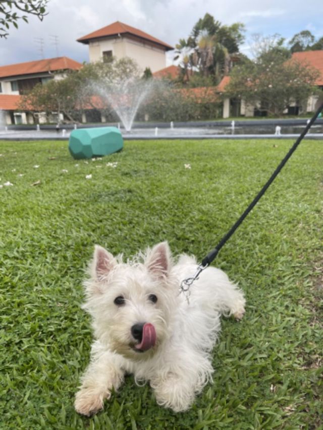 Dog Walking in Pasir Ris Sentosa, Pasir Ris The Caring Innkeeper’s