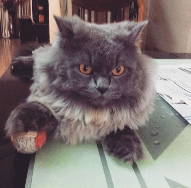 Pet Hotel Home Pet Boarding in th main, Bengaluru Woof & Purr Stays 😻