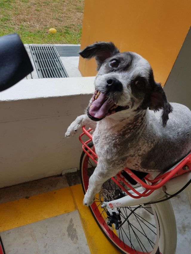 Pet Hotel Home Pet Boarding in Yishun Ring Rd, Yishun Pawsitively