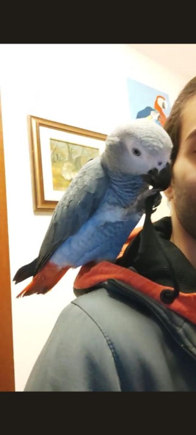 Pet Daycare in Bologna , Bologna Asilo Diurno PetBacker EmiliaRomagna