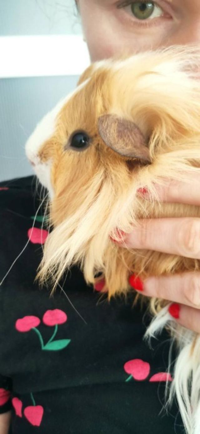 Pet Hotel Home Pet Boarding in San Sebastian, Herna, Hernani Taking