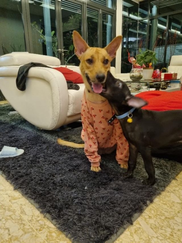 Pet Hotel Home Pet Boarding in Subang Jaya, Subang Jaya Saint