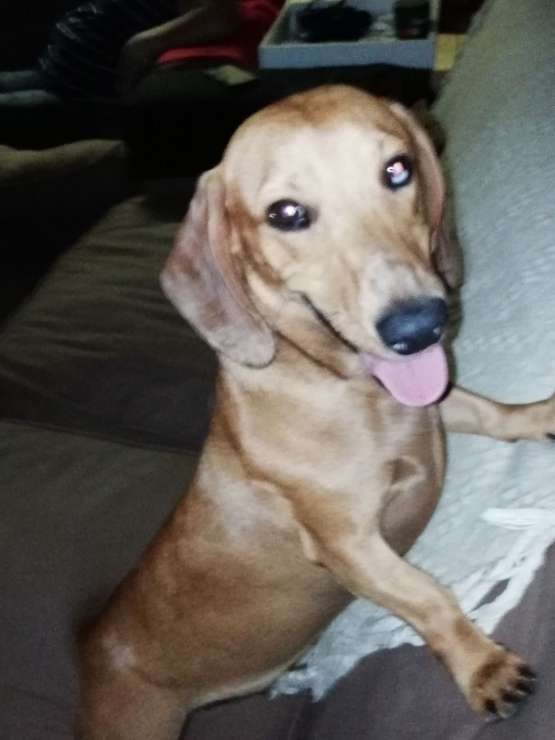 Pet Sitter in Black Pearl Lane, Cape Town Jankus Pet Sitting