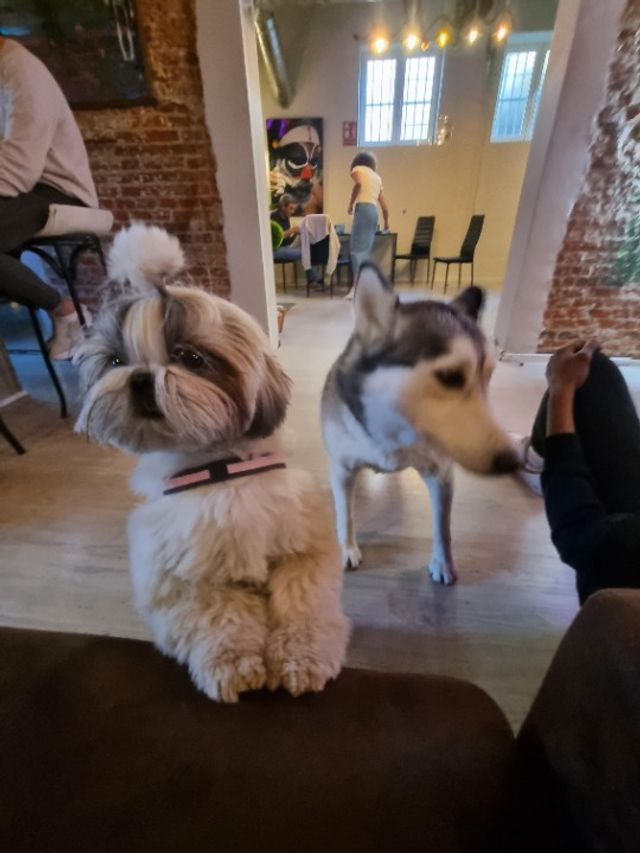 Pet Daycare in Near to Zetland , Zetland Zetlandog Day Care