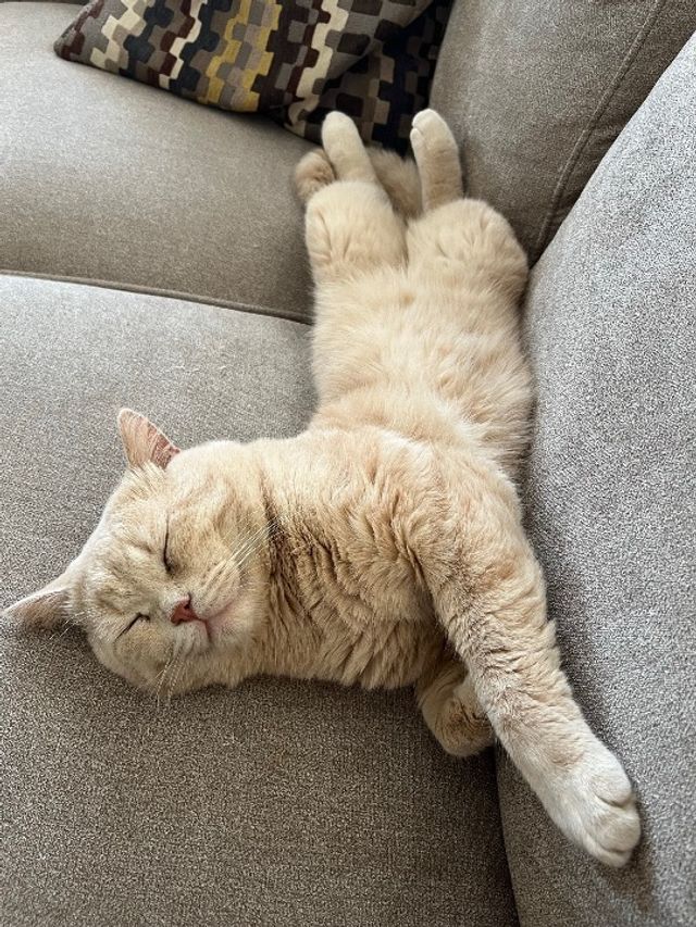 Pet Hotel Home Pet Boarding in Dubai, Sharjah, Ajma, Dubai Pet