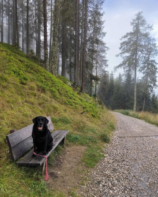 Dog Walking in Linnèsgade, København Marti's Walkies World