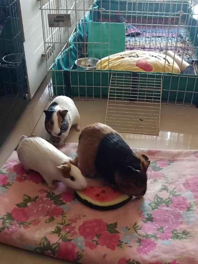 Pet Hotel Home Pet Boarding in Hebbal, RT Nagar, No, Bengaluru Love