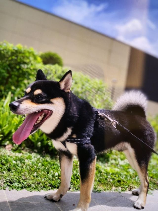 Puppy Club Shiba Inu Sg MMOSX Intricately Detailed MMOS X Shiba