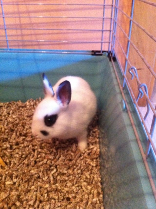 Pet Hotel Home Pet Boarding in Dublin, Dublin Dublin Carla Rabbit