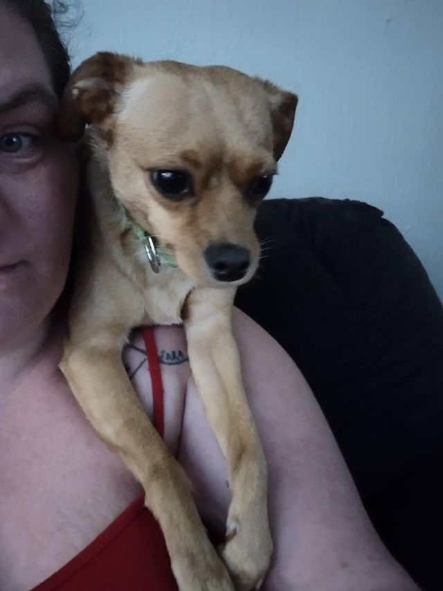 Pet Boarding in Across from Nellis a, North Las Vegas North Las Vegas