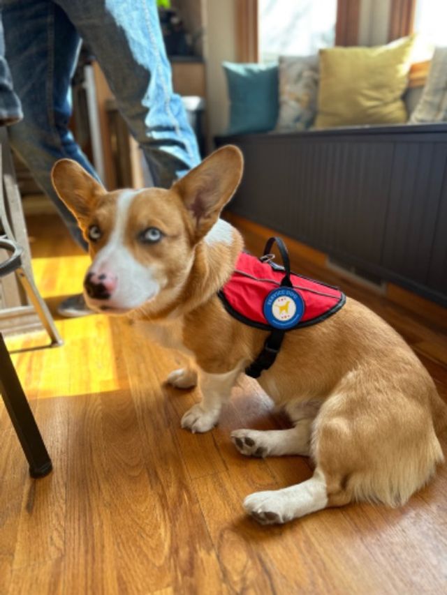 Pet Hotel Home Pet Boarding in Outside Osan A***** , Pyeongtaek Tilds