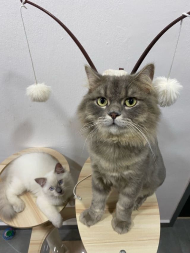 Pet Hotel Home Pet Boarding in Pasir Ris Catnism PetBacker Singapore