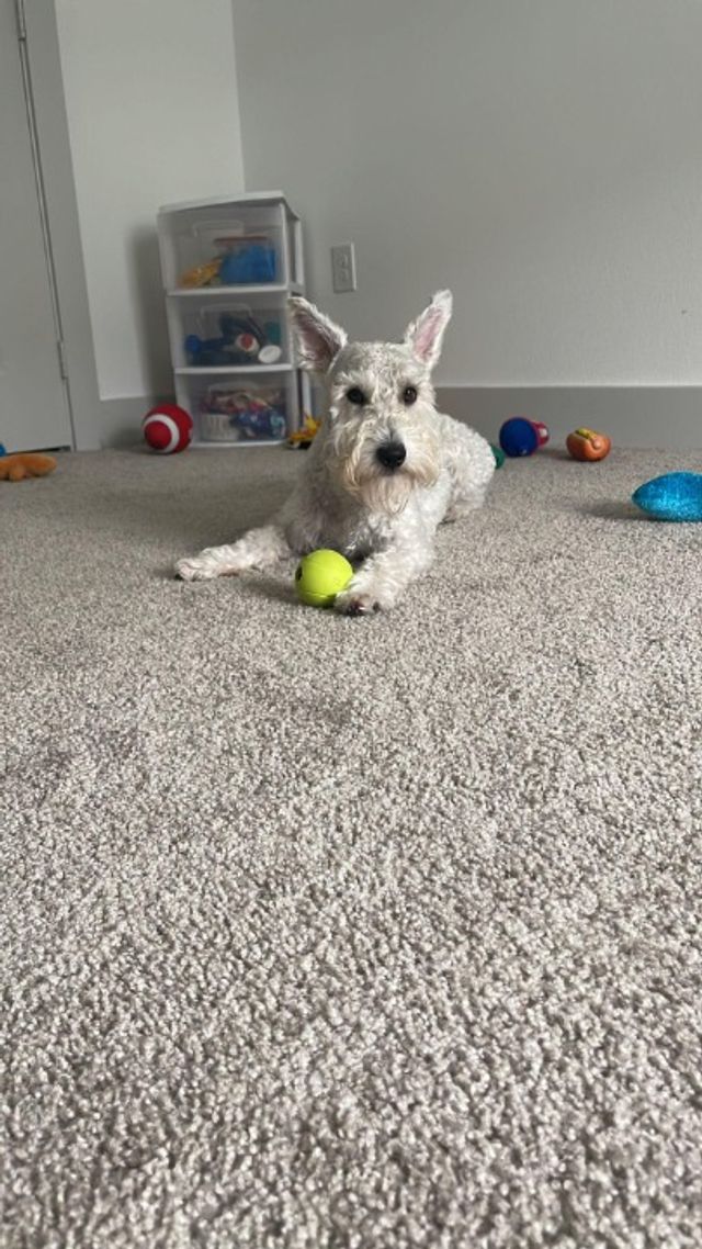 Pet Daycare in Jacksonville, Gum Br, Jacksonville Vivian Alojamiento