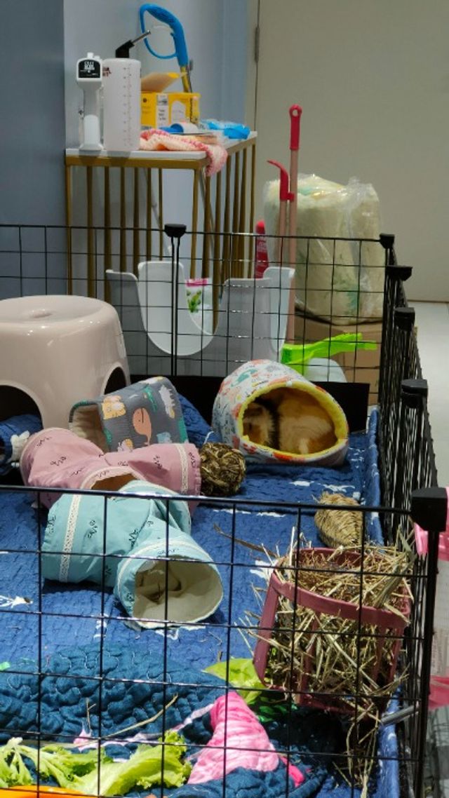 Bandar Saujana Putra Best Pet Hotel Home Boarding Jenjarom PetBacker Pearly Guinea Pig