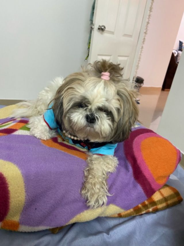 Pet Hotel Home Pet Boarding in Gopanpally, Nallagan, Hyderabad