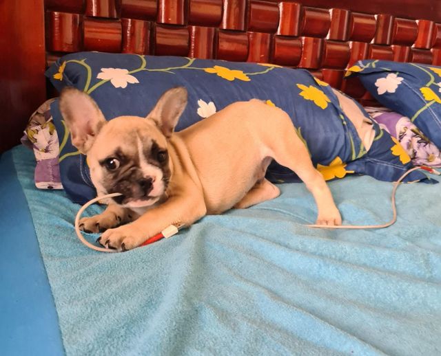 Pet Hotel Home Pet Boarding in Lucky Paws Kovur, Chennai Lucky